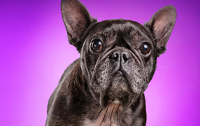 Черный бульдог на сиреневом фоне крупным планом