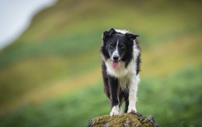 Бордер колли с высунутым языком стоит на камне 