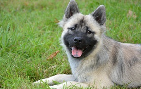 Пес породы Евразиер с высунутым языком на траве