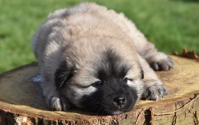 Щенок породы Евразиер лежит на пне