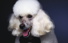 Пушистый белый пудель с черной бабочкой на шее