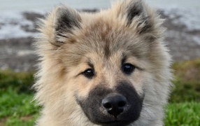 Забавный пушистый щенок породы Евразиер крупным планом