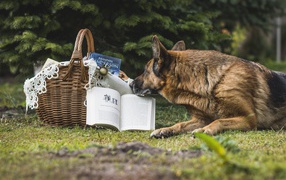 Немецкая овчарка лежит на зеленой траве с книгой 
