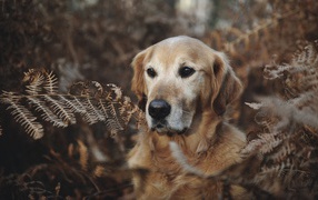Золотистый ретривер сидит в траве 