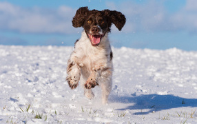 Довольный спаниель бежит по снегу 