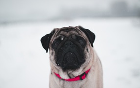 Грустный мопс к красным ошейником