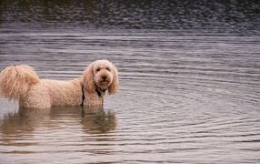 Лохматая собака стоит в воде