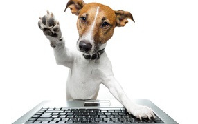 Умный пес в ошейнике за ноутбуком на белом фоне