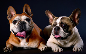 Два бульдога лежат на синем фоне