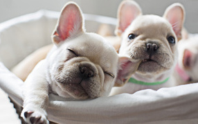 Два милых белых щенка французского бульдога 