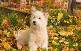 Белый Вест-хайленд-уайт-терьер сидит на зеленой траве с желтыми листьями