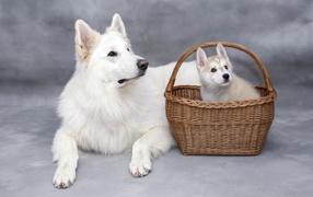 Белая лайка со щенком в корзине на сером фоне