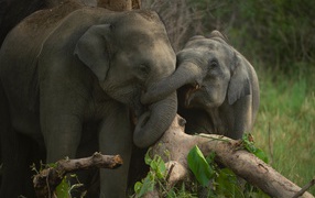 Большая слониха со слоненком у дерева
