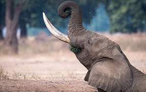 Gray Elephant with sharp tusks eats grass