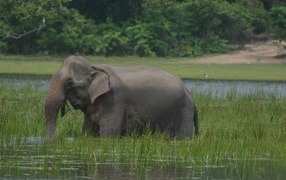 Серый слон стоит в воде с зеленой травой