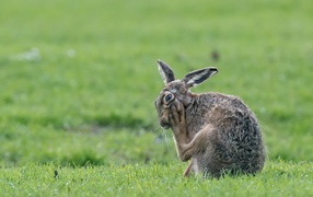 Большой серый заяц чешет лапу на зеленой траве