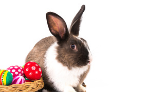 Большой кролик с крашеными яйцами на белом фоне