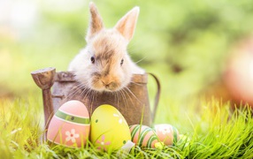 Декоративный кролик сидит в деревянной лейке с крашеными яйцами