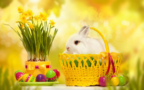 Пушистый белый кролик в корзине на столе с нарциссами и крашеными яйцами