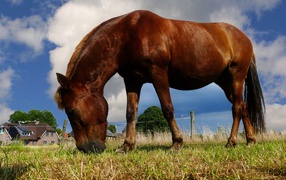 A brown horse grazes on a farm