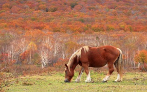 A horse grazes in the background of the forest