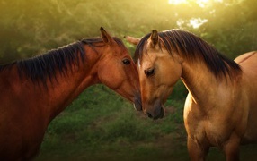 A pair of beautiful brown horses