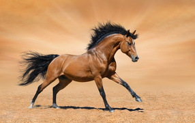 Beautiful brown horse rides on the sand