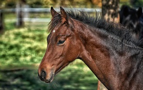 Big brown horse close up
