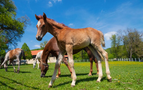 Foal on a farm with horses on a background of blue sky
