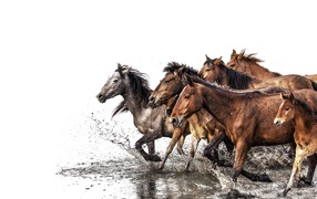 Herd of horses galloping in the water on a white background