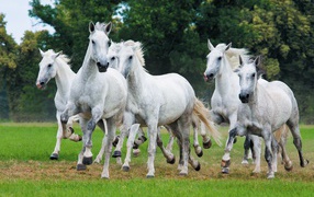 Herd of white horses galloping through the grass