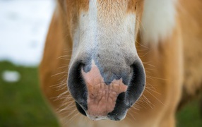 Nose of a big brown horse