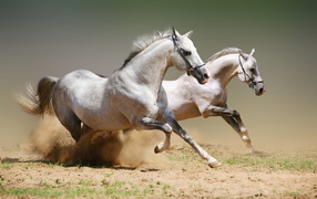 Two beautiful white horses galloping in the sand
