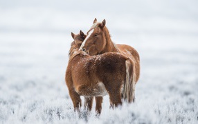 Two brown horses stand on the grass covered with hoarfrost  