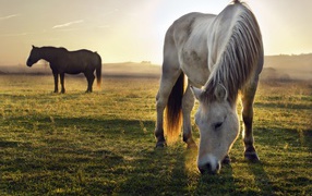 Two horses graze on green grass at sunrise