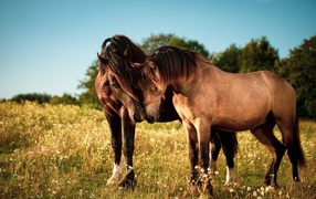 Two horses in love graze on green grass