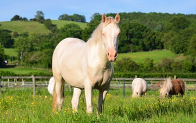 White horse grazes on a farm