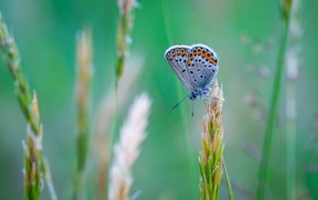 Красивая голубая бабочка сидит на колоске