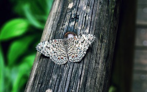 Красивая бабочка сидит на деревянном столбе