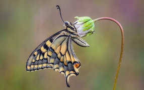 Красивая бабочка махаон сидит на цветке
