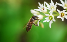 Пчела собирает нектар с белых цветов 