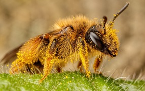 Пчела в пыльце крупным планом