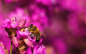 Пчела сидит на розовом цветке