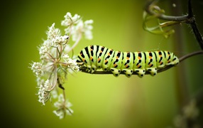 Big caterpillar on a white wildflower