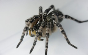 Большой паук на сером фоне крупным планом