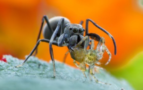 Большой паук с жертвой на листе крупным планом