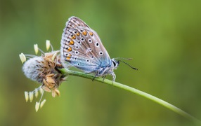 Голубая бабочка сидит на цветке 