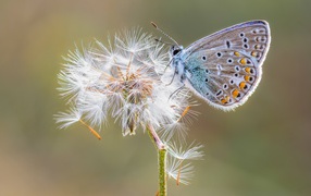 Голубая бабочка сидит на одуванчике