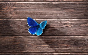 Голубая бабочка сидит на деревянной поверхности 