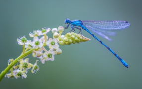 Голубая стрекоза сидит на цветке на сером фоне